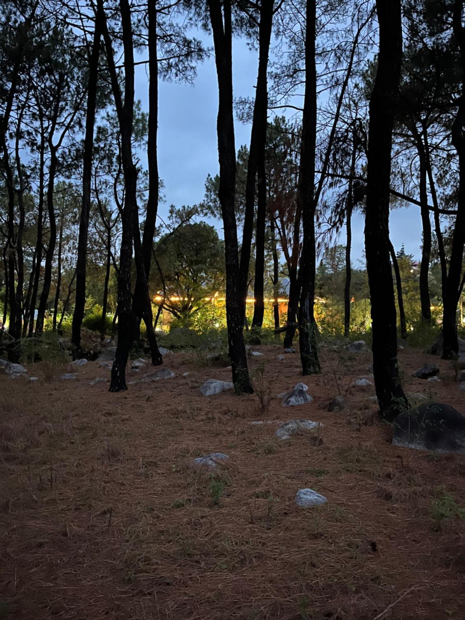 Prakriti Aalay - Riverside Mountain View Boutique Eco Resort 达兰萨拉 外观 照片